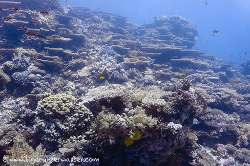 Carless Reef / Hurghada - Red Sea / Aquarius Diving Club