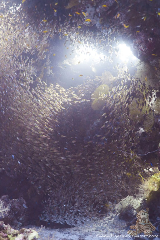 Carless Reef / Hurghada - Red Sea / Aquarius Diving Club