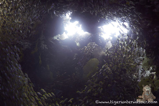 Carless Reef / Hurghada - Red Sea / Aquarius Diving Club