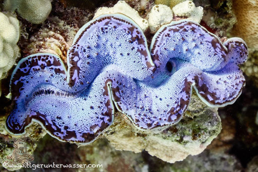 Gemeine Riesenmuschel / common giant clam / Tridacna maxima / Hurghada - Red Sea / Aquarius Diving Club