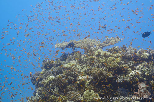 Carless Reef / Hurghada - Red Sea / Aquarius Diving Club