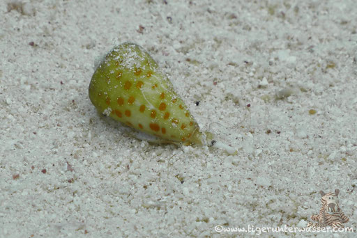 Samt Kegelschnecke / Conus tessulatus / Fanous West - Hurghada - Red Sea / Aquarius Diving Club