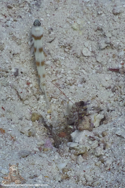 Djibouti Knallkrebs / Djibouti snapping shrimp / Alpheus djiboutensis / Godda Abu Galawa - Hurghada - Red Sea / Aquarius Diving Club