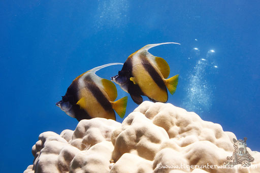 Rotmeer Wimpelfisch / Red Sea bannerfish / Heniochus intermedius / Godda Abu Ramada East/West - Hurghada - Red Sea / Aquarius Diving Club