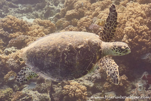 Echte Karettschildkröte / hawksbill sea turtle / Eretmochelys imbricata / Fanadir Nord - Hurghada - Red Sea / Aquarius Diving Club