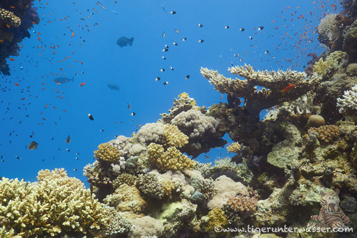 Erg Abu Ramada / Hurghada - Red Sea / Aquarius Diving Club