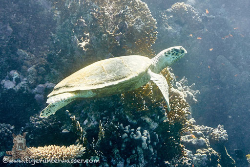 Echte Karettschildkröte / hawksbill sea turtle / Eretmochelys imbricata / Umm Kamar - Hurghada - Red Sea / Aquarius Diving Club