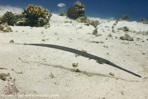 Flötenfisch / Bluespotted Cornetfish / Fistularia commersonii / Fanadir Nord - Hurghada - Red Sea / Aquarius Diving Club