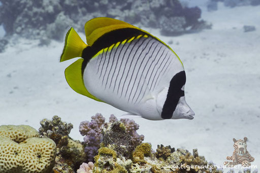 Fähnchen Falterfisch / threadfin butterflyfish / Chaetodon auriga / Abu Ramada Süd - Hurghada - Red Sea / Aquarius Diving Club