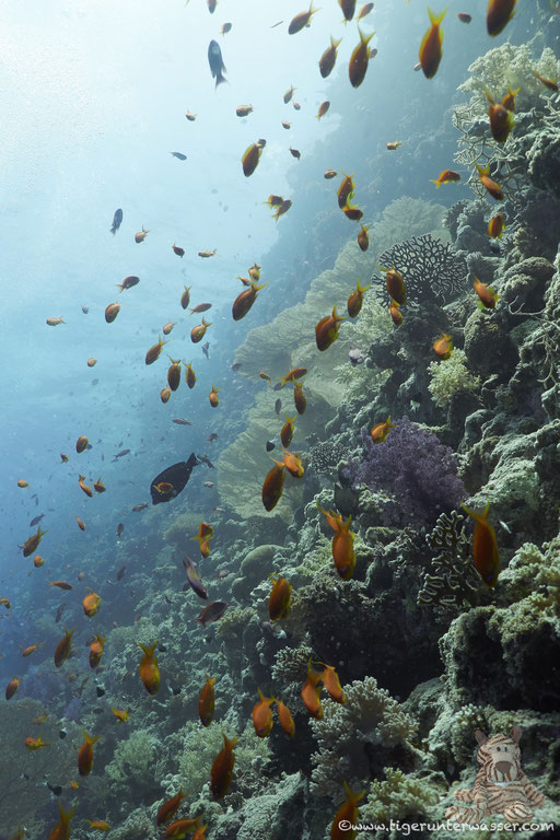 Gorgonia Drop Off (Gorgonia Hulk)- Hurghada - Red Sea / Aquarius Diving Club