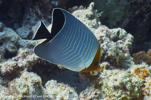 Rotkopf-Falterfisch / Orangeface Butterflyfish / Chaetodon larvatus / Marsa Abu Galawa - Hurghada - Red Sea / Aquarius Diving Club