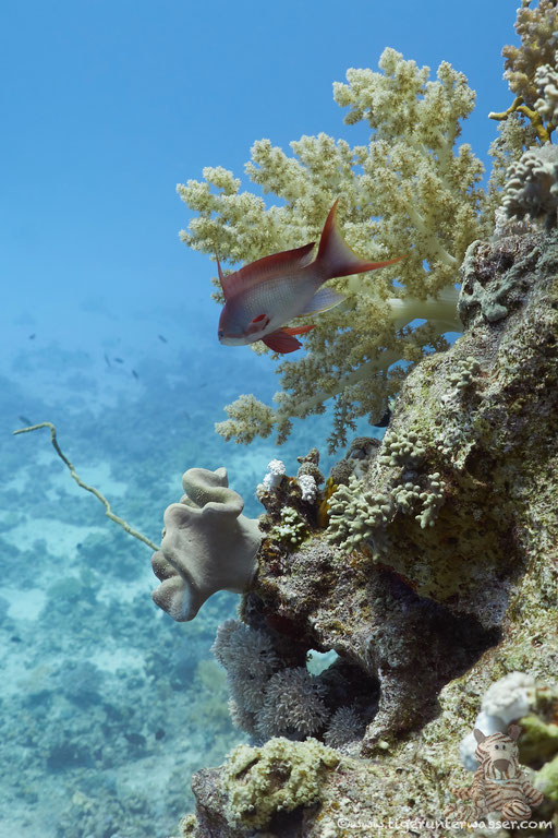 Erg Abu Ramada / Hurghada - Red Sea / Aquarius Diving Club