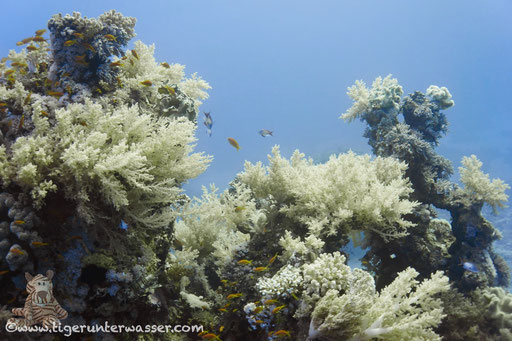 Carless Reef / Hurghada - Red Sea / Aquarius Diving Club