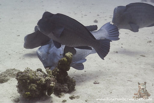 Büffelkopf Papagaifisch / green humphead parrotfish / Bolbometapon muricatum / Abu Ramada Süd - Hurghada - Red Sea / Aquarius Diving Club