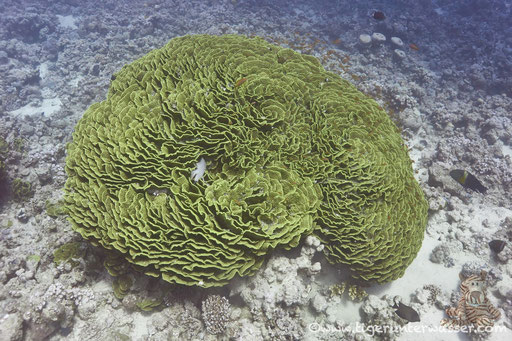 Gelbe Salatkoralle / Cabbage coral / Turbinaria reniformis / Hamda - Hurghada - Red Sea / Aquarius Diving Club