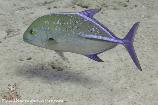 Blauflossen Makrele / bluefin jack / Caranx melampygus / Errough - Hurghada - Red Sea / Aquarius Diving Club