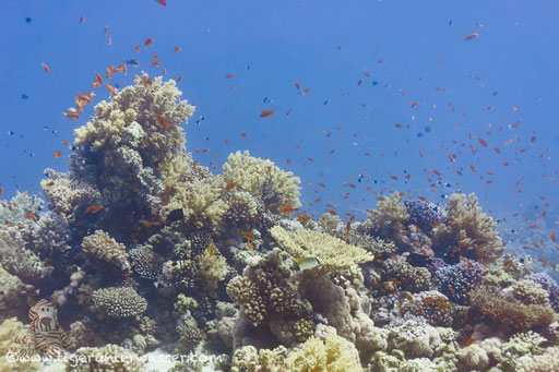 Carless Reef / Hurghada - Red Sea / Aquarius Diving Club