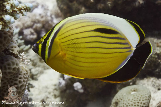 Rotmeer Rippenfalterfisch / blacktail butterflyfish / Chaetodon austriacus / Godda Abu Ramada East/West - Hurghada - Red Sea / Aquarius Diving Club