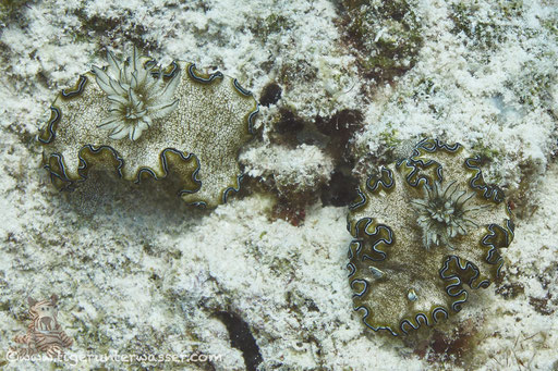 Wir sind uns noch nicht einig..Sternschnecke:) / Fanus West - Hurghada - Red Sea / Aquarius Diving Club