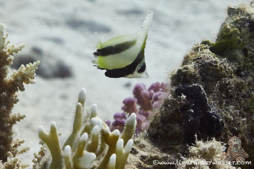 Rotmeer Wimpelfisch / Red Sea bannerfish / Heniochus intermedius / Godda Abu Galawa - Hurghada - Red Sea / Aquarius Diving Club