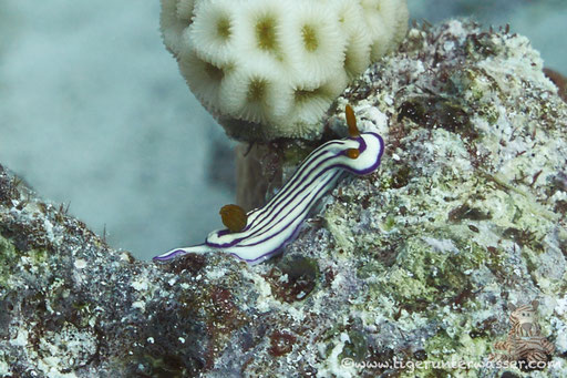 Hypselodoris whitei / Abu Ramada Süd - Hurghada - Red Sea / Aquarius Diving Club 