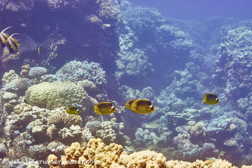 Tabak Falterfisch / Red Sea Raccoon Butterflyfish / Chaetodon fasciatus / Hurghada - Red Sea / Aquarius Diving Club