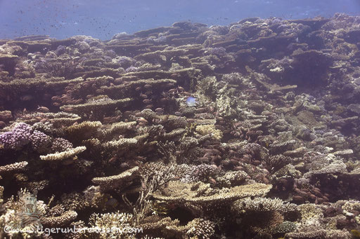 Carless Reef / Hurghada - Red Sea / Aquarius Diving Club