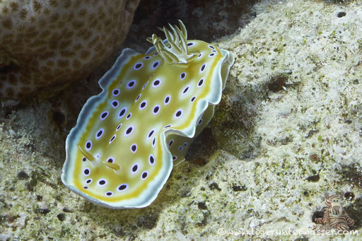 Zwilling Sternschnecke / Chromodoris geminus / Godda Abu Ramada East/West - Hurghada - Red Sea / Aquarius Diving Club