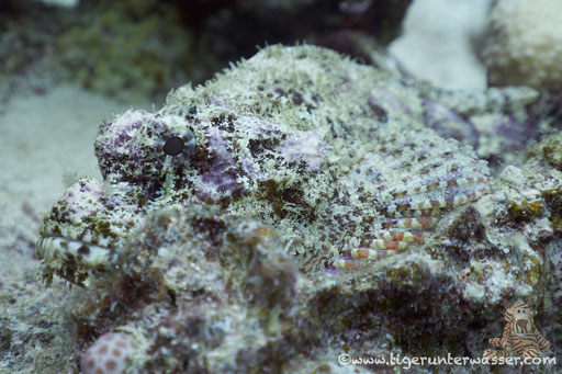 Bärtiger Drachenkopf / bebared scorpionfish / Scorpaeopsis barbatus / Fanous West - Hurghada - Red Sea / Aquarius Diving Club