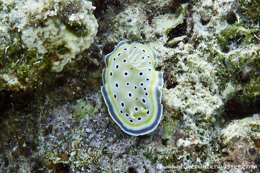 Zwilling Sternschnecke / Chromodoris geminus / - Hurghada - Red Sea / Aquarius Diving Club