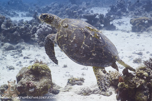 Echte Karettschildkröte / hawksbill sea turtle / Eretmochelys imbricata / Ben El Gebal - Hurghada - Red Sea / Aquarius Diving Club