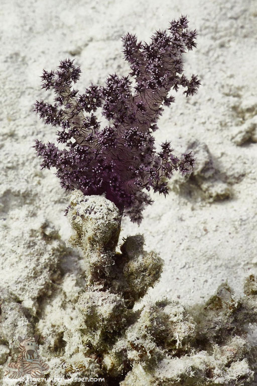 Hemprichs Bäumchenkoralle / Red soft tree coral / Dendronephthya hemprichi / Fanadir Nord - Hurghada - Red Sea / Aquarius Diving Club