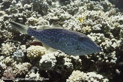 Schrift Feilenfisch / scrawled filefish / Aluterus scriptus / - Hurghada - Red Sea - Aquarius Diving Club