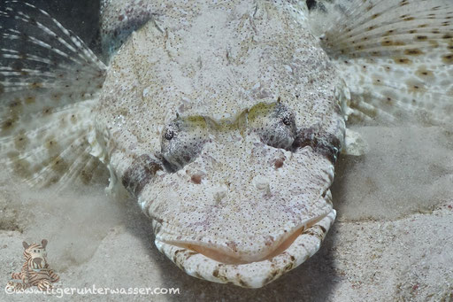 Gemeiner Krokodilsfisch / Indian Ocean crocodilefish / Papilloculiceps longiceps / Ben El Gebal - Hurghada - Red Sea / Aquarius Diving Club 