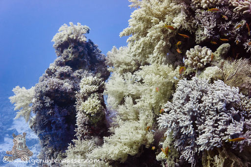 Carless Reef / Hurghada - Red Sea / Aquarius Diving Club