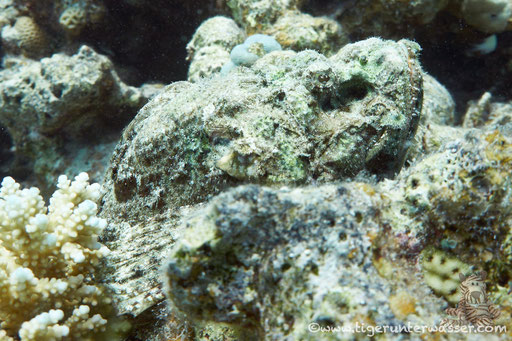 Buckliger Drachenkopf / false stonefish / Scorpaenopsis diabolus / Sakhwat Abu Galawa - Hurghada - Red Sea / Aquarius Diving Club