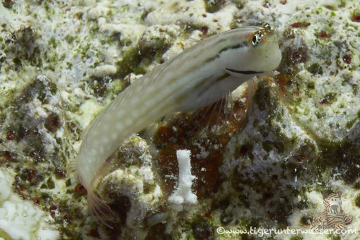 Rotmeer Kammzähner / Ecsenius dentex / Hurghada - Red Sea / Aquarius Diving Club