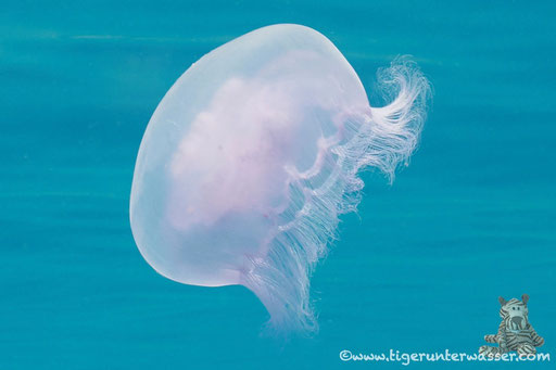 Ohrenqualle / moon jellyfish / Aurelia sp. / Umm Kamar - Hurghada - Red Sea / Aquarius Diving Club