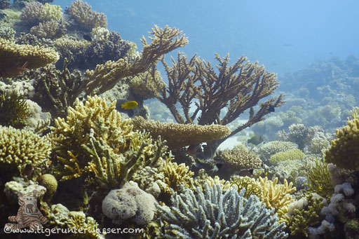 Carless Reef / Hurghada - Red Sea / Aquarius Diving Club