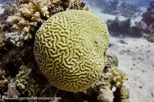 Raue Hirnkoralle / Platygyra daedalea / Fanus Ost - Hurghada - Red Sea / Aquarius Diving Club