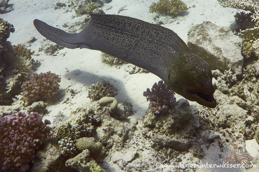 Riesenmuräne / giant moray / Gymnothrax javanicus / Umm Kamar - Hurghada - Red Sea / Aquarius Diving Club