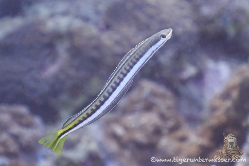 Piano-Säbelzähner / mimic blenny / Plagiotremus tapeinosoma / Fanus East - Hurhada - Red Sea / Aquarius Diving Club