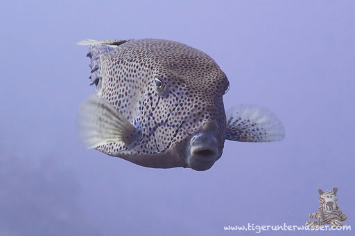 Gelbbrauner Kofferfisch ♂  / yellow boxfish ♂ / Ostracion cubicus ♂ / Small Giftun - Hurghada - Red Sea / Aquarius Diving Club