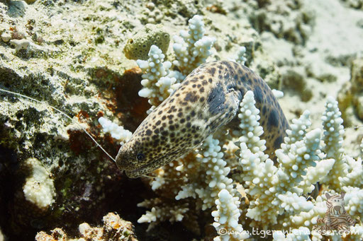 Tigermuräne - Tiger reef-eel - Scuticaria trigrina / Erg Talata - Hurghada - Red Sea / Aquarius Diving Club