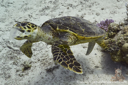 Echte Karettschildkröte / hawksbill sea turtle / Eretmochelys imbricata / Umm Kamar - Hurghada - Red Sea / Aquarius Diving Club