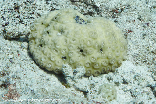 Sternkoralle / Galaxy Coral / Astreopora myriophthalma / Errough - Hurghada - Red Sea / Aquarius Diving Club