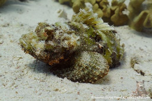 Bärtiger Drachenkopf / bebared scorpionfish / Scorpaeopsis barbatus / Godda Abu Galawa - Hurghada - Red Sea / Aquarius Diving Club