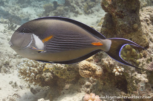 Arabischer Doktorfisch / Sohal surgeonfish / Acanthurus sohal / Abu Ramada South - Hurghda - Red Sea / Aquarius Diving Club