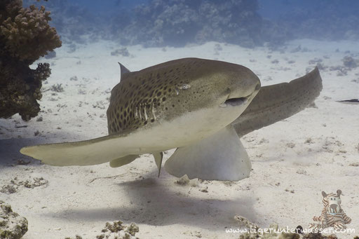 Zebrahai / Zebra Shark / Stegostoma fasciatum / Godda Abu Ramada West - Hurghada - Red Sea / Aquarius Diving Club