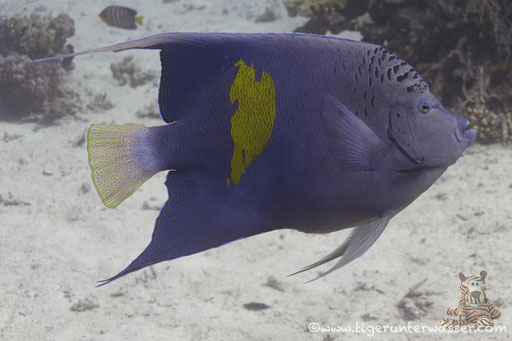Arabischer Kaiserfisch / yellowbar angelfish or halfmoon angelfish / Pomacanthus maculosus / Hurghada - Red Sea / Aquarius Diving Club